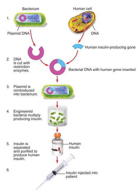 diagram of stages of genetic engineering 
